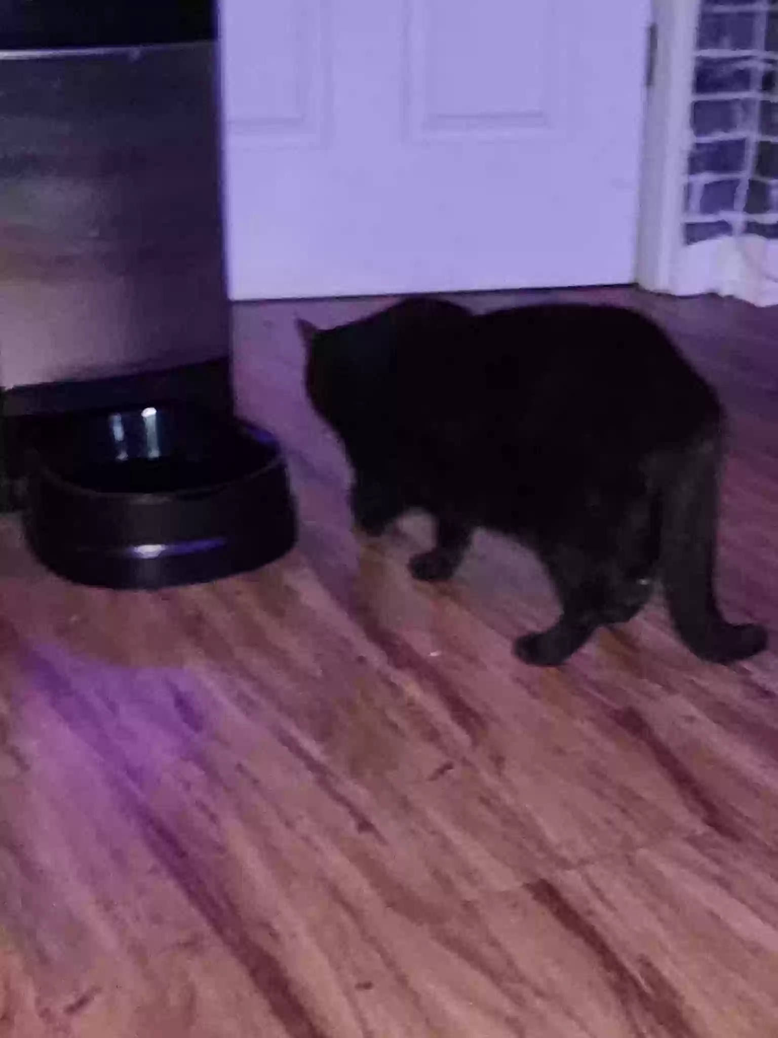 adoptable Cat in Cartersville,GA named Onyx